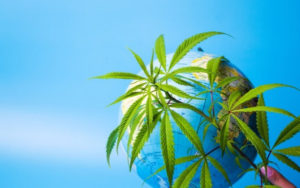 全球大麻销售额