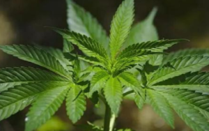 2019年是大麻的又一个周期，或将在2020年崩溃