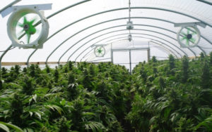 大麻股