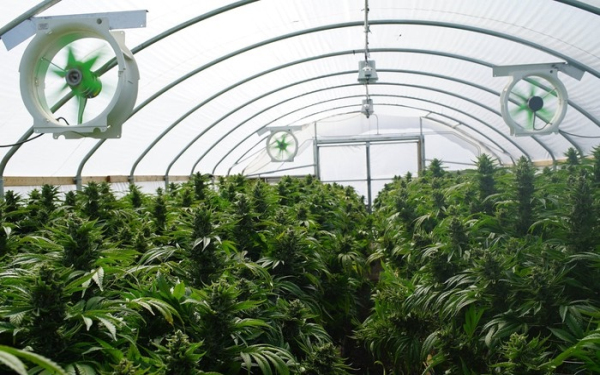 大麻股