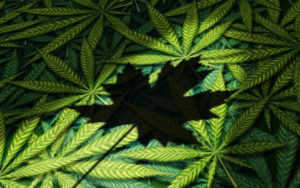 加拿大大麻股