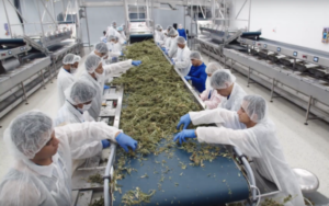 加拿大大麻生产商