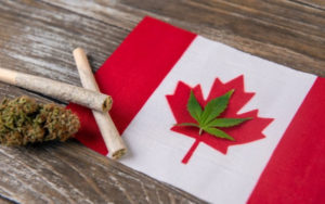 加拿大最大大麻股