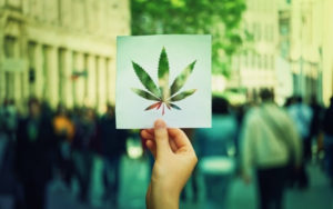 大麻股