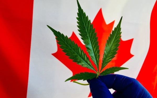 加拿大大麻股
