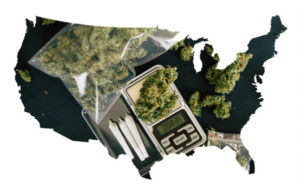 投资美国大麻