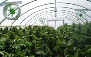 北美大麻行业