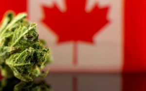 大麻合法化