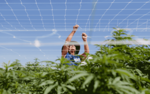 北美大麻行业