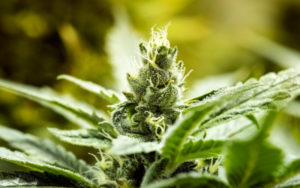 北美大麻行业