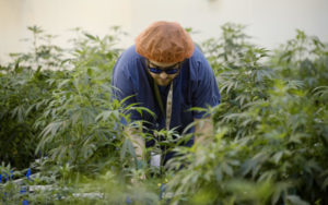 大麻消息