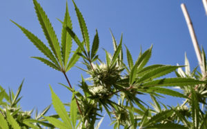 大麻合法化