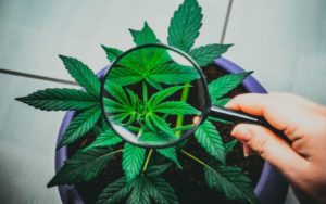 加拿大大麻种植商
