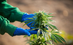 大麻研究