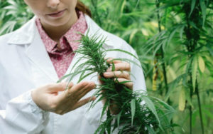 加拿大大麻股