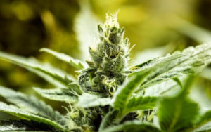 大麻消息