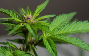 加拿大大麻公司