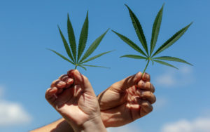 大麻股