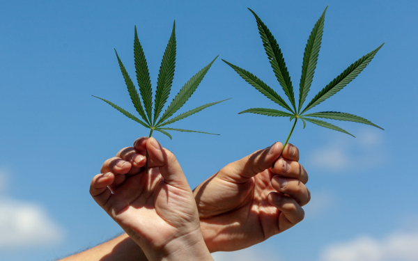 大麻股