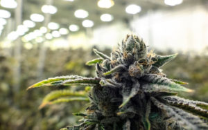 大麻投资