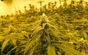 合法大麻行业