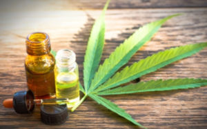 药用大麻
