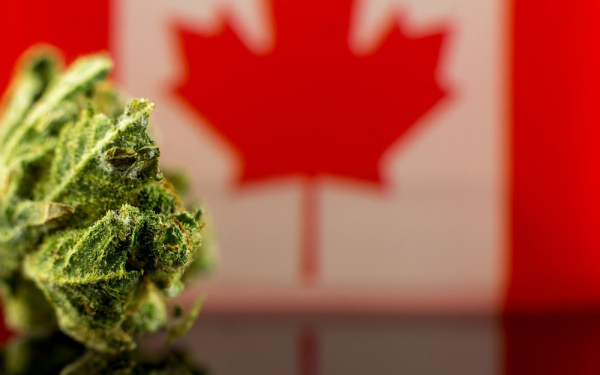 加拿大大麻股