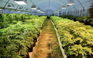 加拿大大麻公司