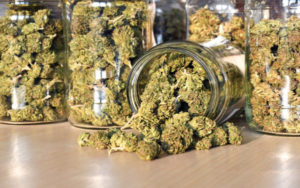 美国大麻