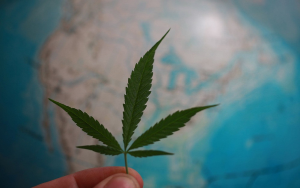 加拿大大麻股