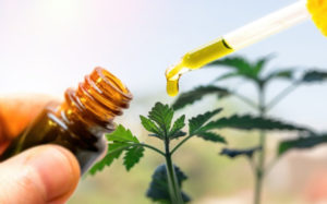 大麻提取公司