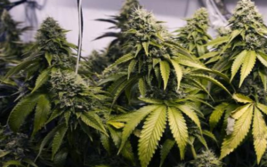 科学家寄予厚望：大麻可预防和治疗新冠病毒