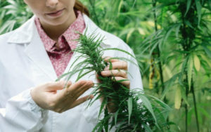加拿大大麻股