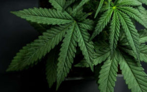 药用大麻股