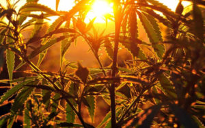 大麻股