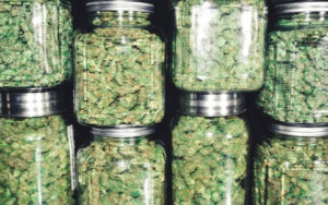 加拿大大麻股