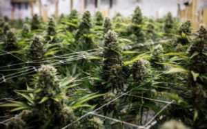 大麻电商