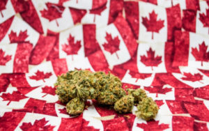 低价大麻