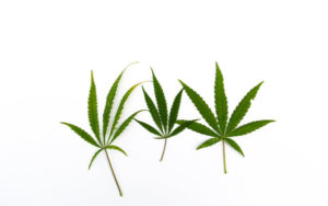 大麻股