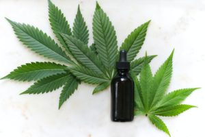 大麻行业未来