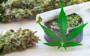 加拿大大麻
