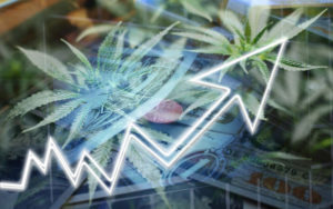 大麻股