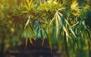 医疗保健精选——众议院为大麻合法化问题进行历史性投票，Moderna向以色列供应600万剂新冠疫苗
