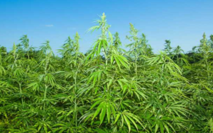 志愿公司为法国试验项目供应免费医用大麻