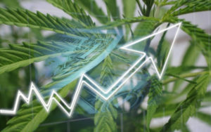 大麻股