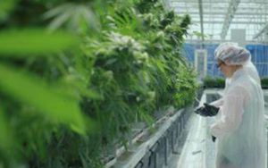 参议院推动大麻改革，大麻股大涨