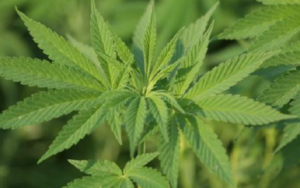 联邦推出会员计划，工业麻经营者反响不一