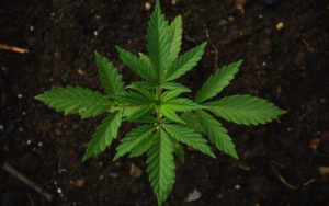 大麻市场