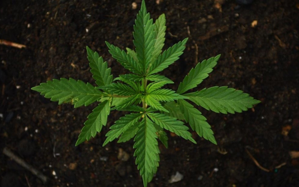 大麻市场