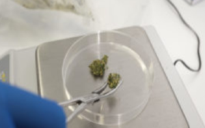什么因素阻碍了澳大利亚的大麻研发？